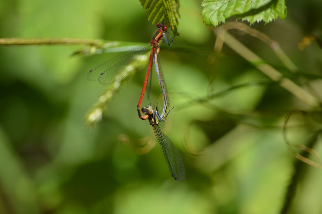 Pyrrhosoma nymphula femmina 